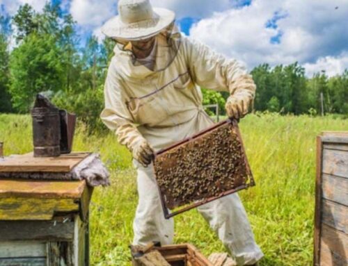 Pčelarstvo u Hercegovini suočeno s problemima zbog klimatskih promjena