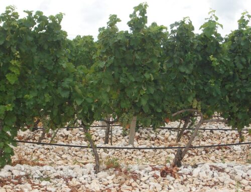 Proizvodnja vina dostigla historijski minimum zbog nepovoljnih vremenskih uslova