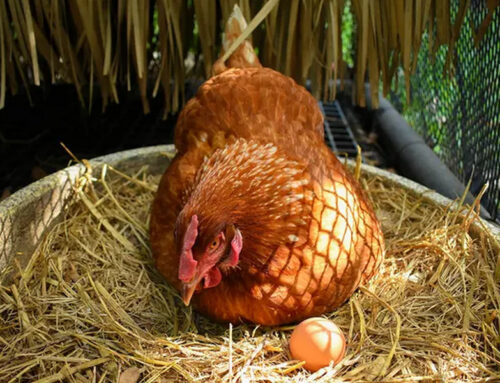 Šta je nastalo prvo, koka ili jaje? Naučnici tvrde da konačno imaju odgovor