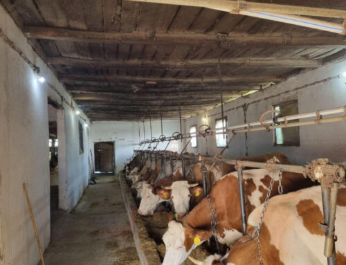 Uvoz mlijeka u BiH skoro duplo veći od izvoza