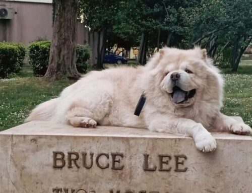 Preslatki pas “zamijenio” kip Brucea Leeja u Mostaru: “Meni se više sviđa ovaj novi”