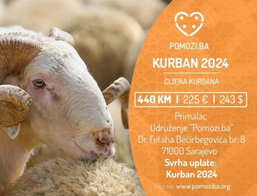 Pomozi.ba organizacija počela sa projektom “Kurban 2024”, cijena kurbana 440 KM