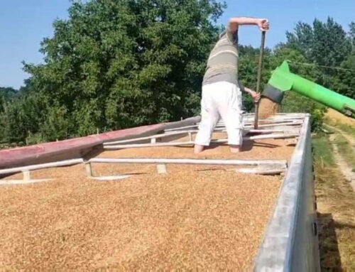 Prinos pšenice na području Brčko distrikta veoma dobar
