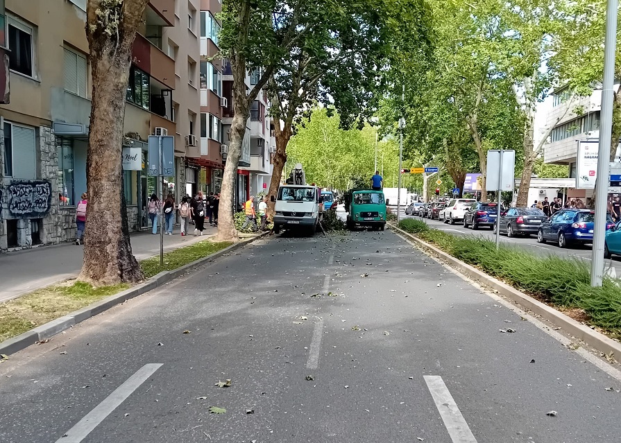 avenija_uklanjanje_polomljenih_grana